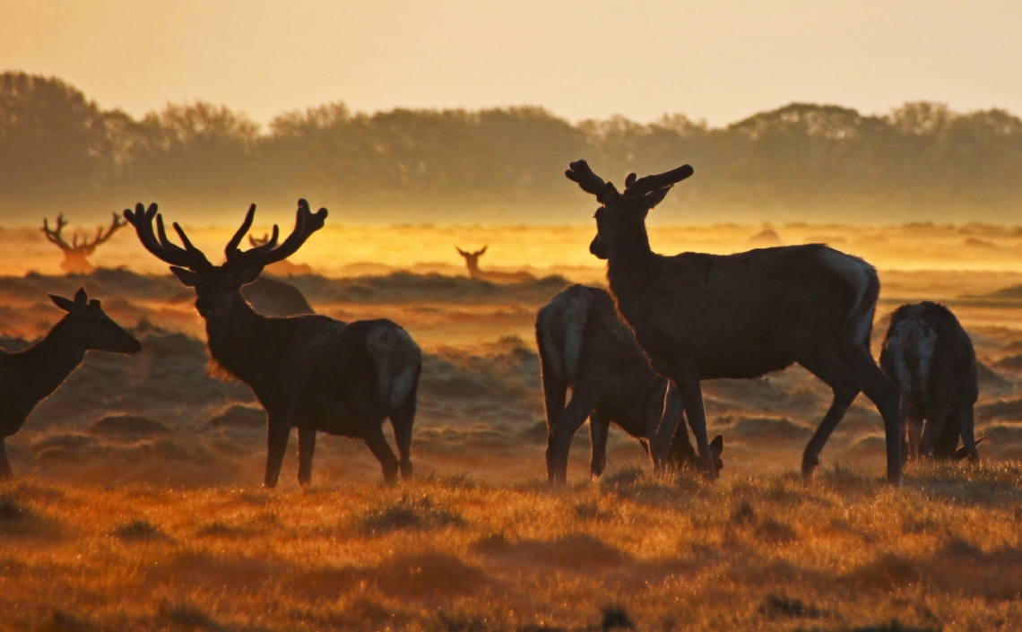 Summer Dawn On The Plain