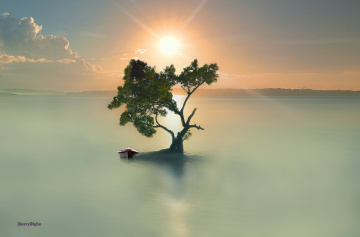Lonely Tree