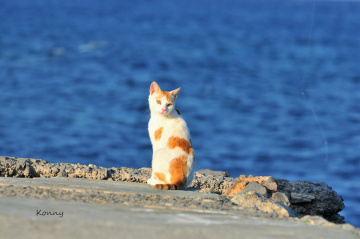 hoping for a fish dinner 