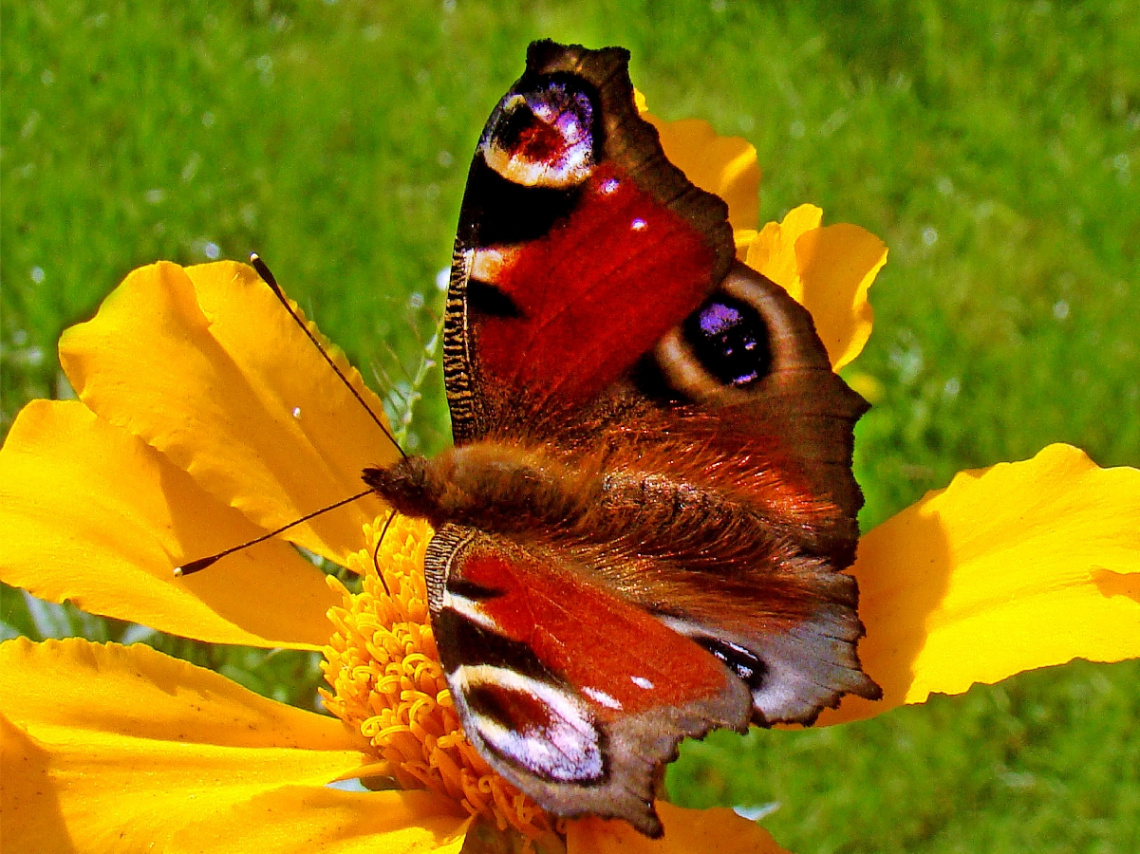 . schmetterling ......