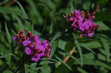 On a summer day