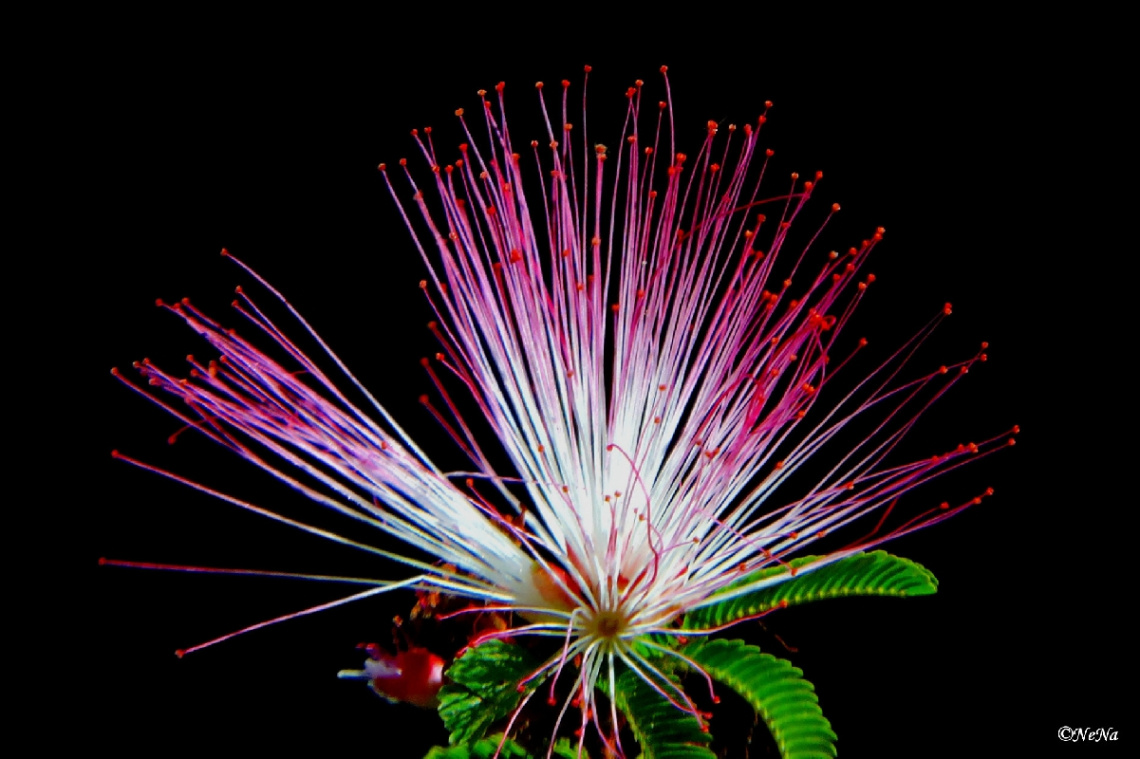 Caliandra