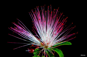 Caliandra