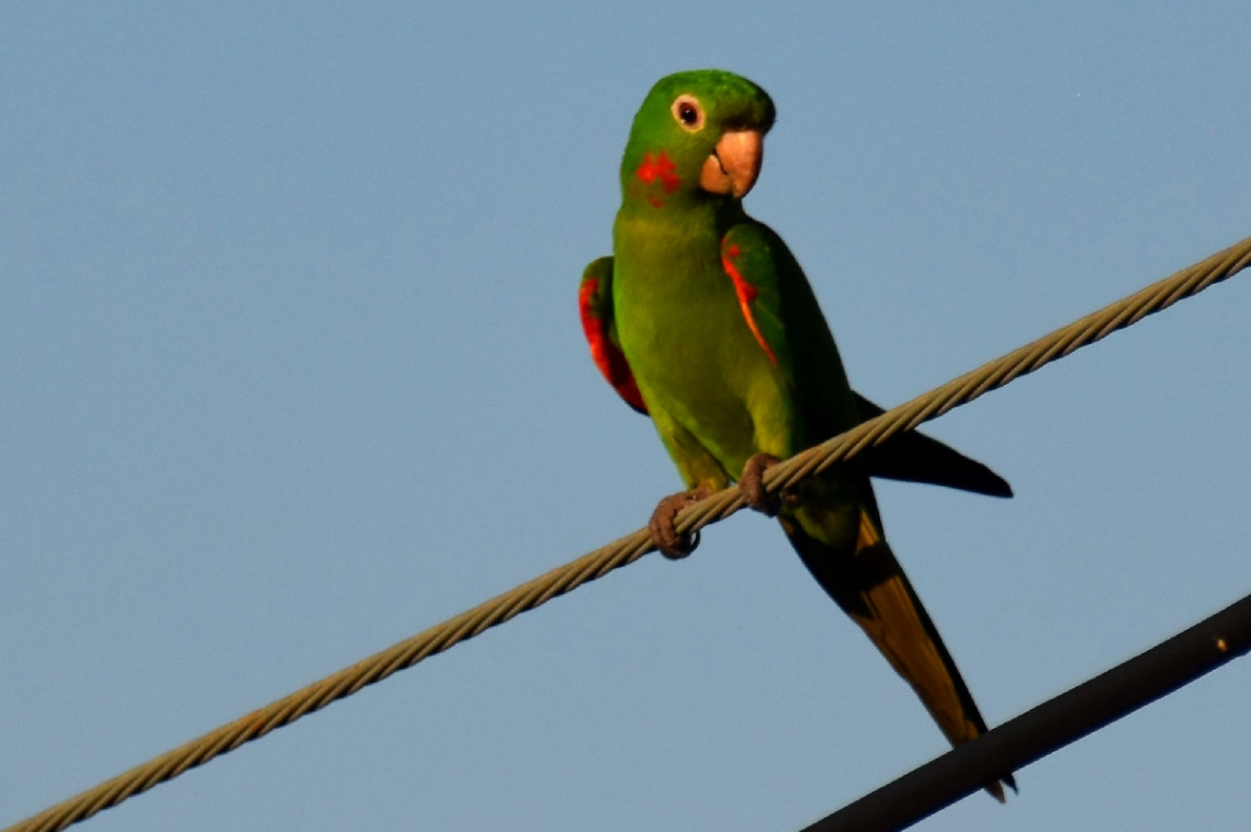 Parrot