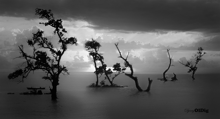 Silhouettes of trees