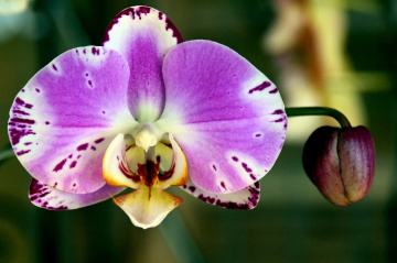 Orchid