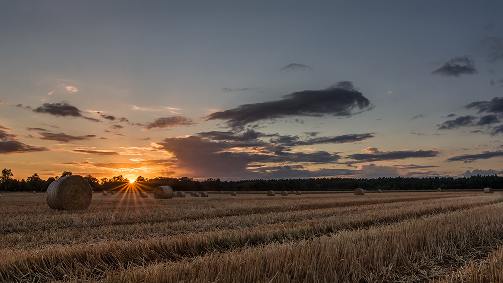 Harvesttime