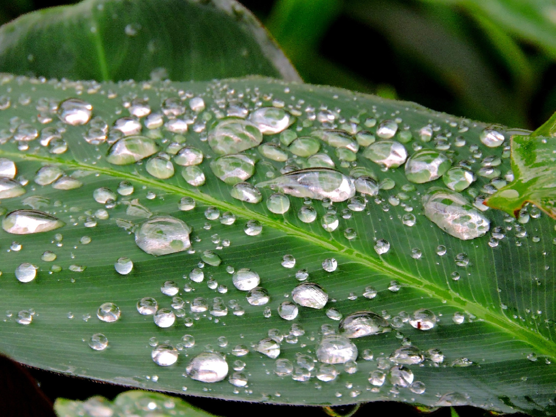 Raindrops