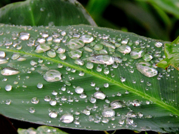 Raindrops