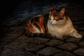 Green eyes