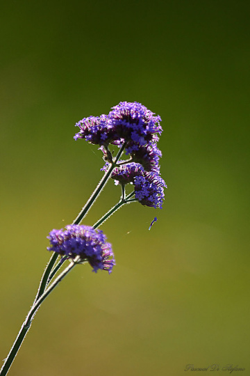 Simply a flower