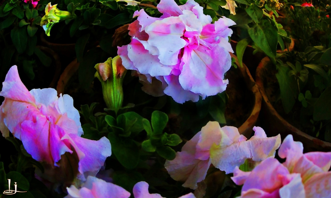 nature is beauty