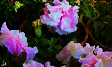 nature is beauty