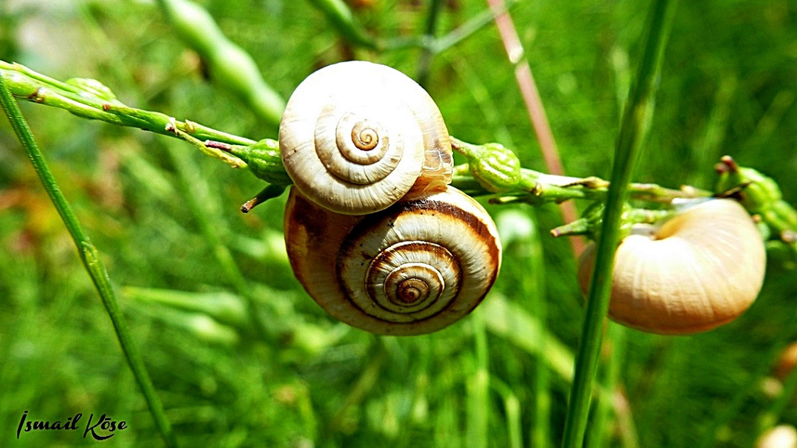Salyangoz Ailesi