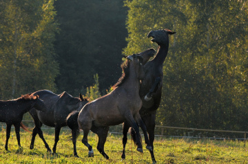 ... fun horses