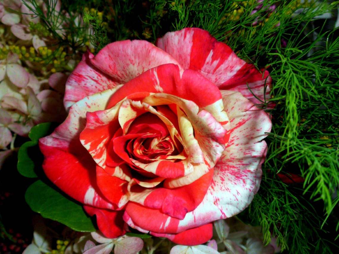 blüte,