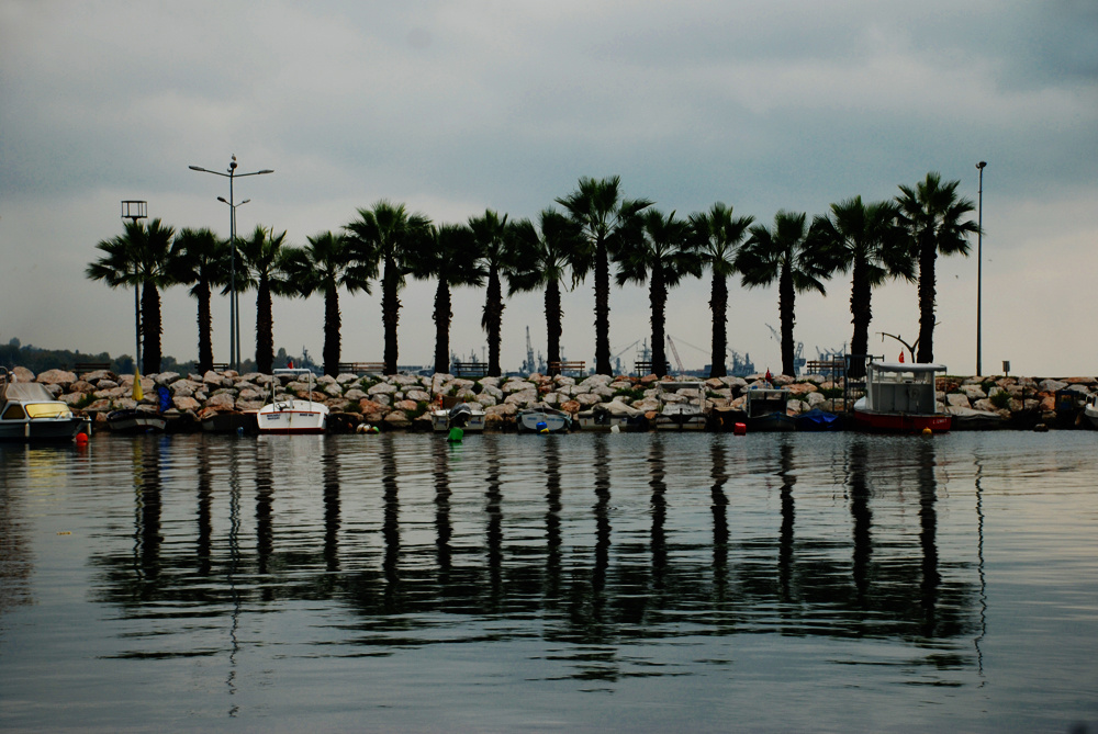 Kavaklı Marina Palmiyeler & Yansıma
