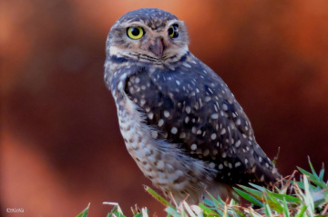 Burrowing Owl