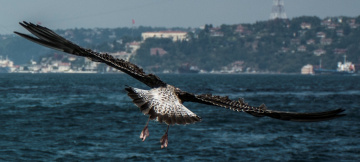 İstanbul Üzerinde Süzülmek
