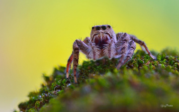 Jumping Spider.