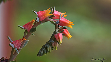 Echeveria 