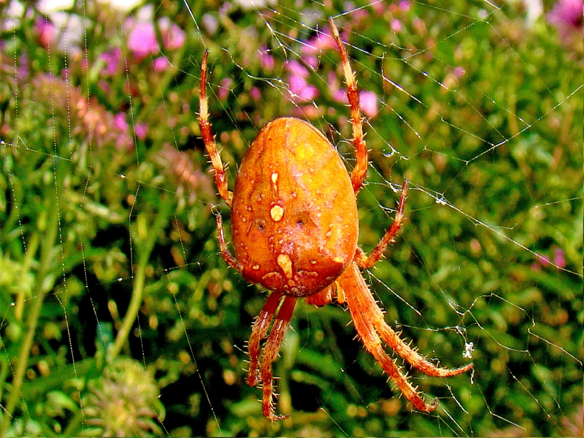 spinne ..