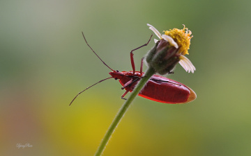 Red insect