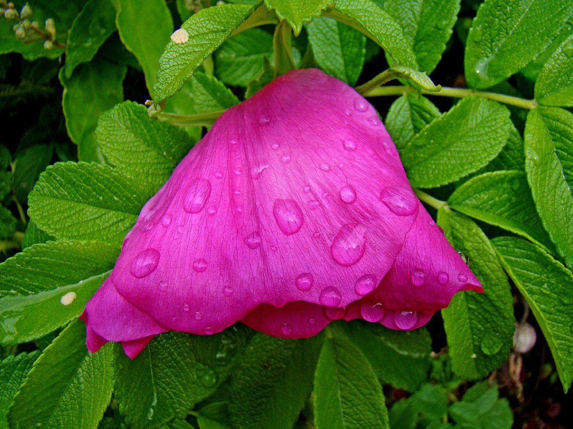 nach dem regen .,