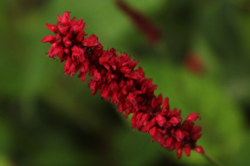 Red And Green