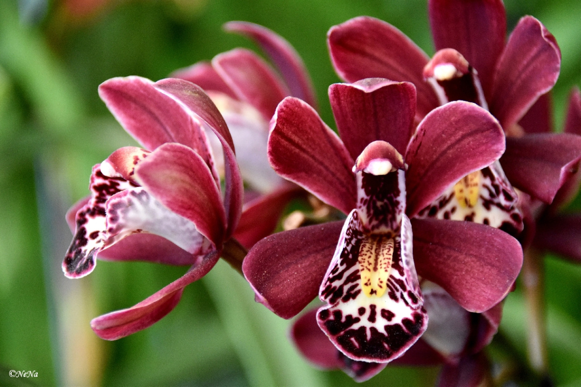 Orchids