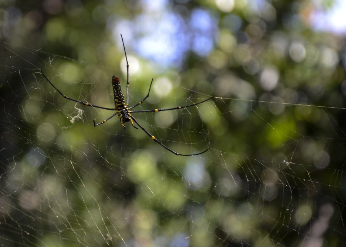 Giant Wood Spider / Nephila pilipes