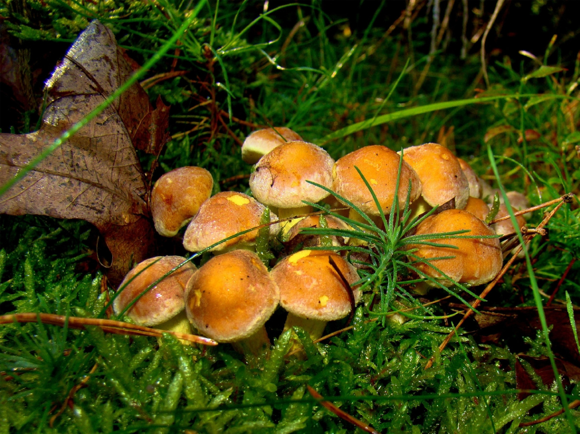 .. pilze ..