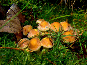 .. pilze ..
