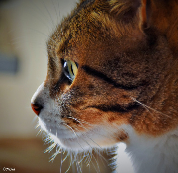 The brightness of the eyes