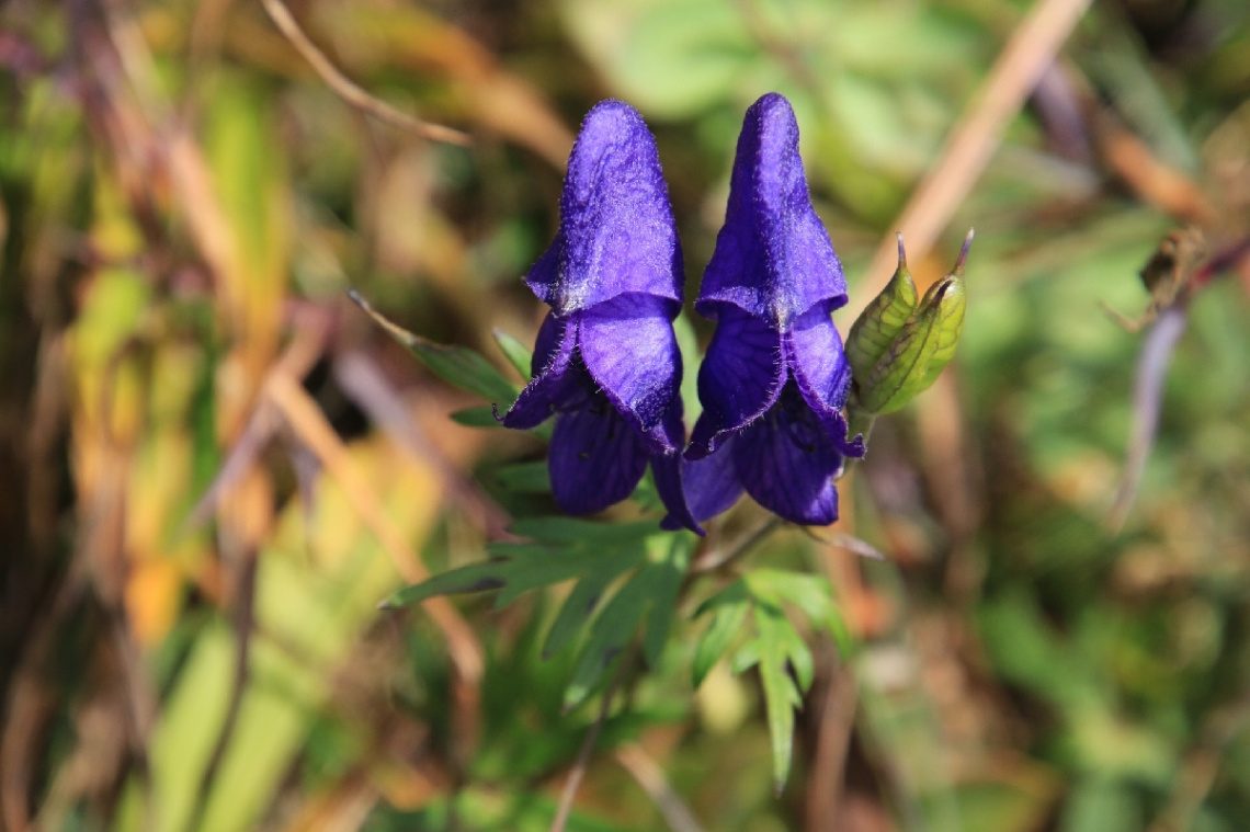 purple flowers