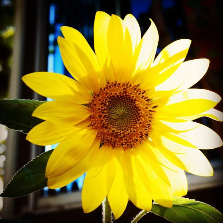 Golden Flower