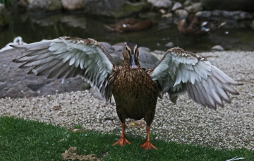 A Duck Moment 
