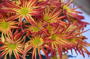 Margaridas