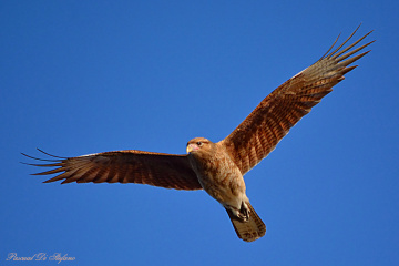 Beneath my wings