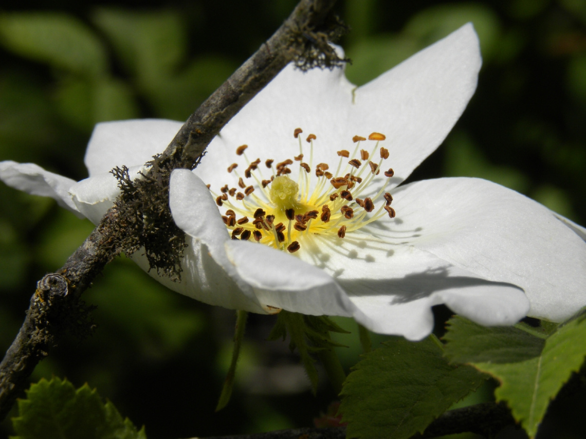 Rosa canina 