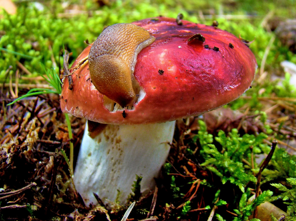 mit schnecke ;-)