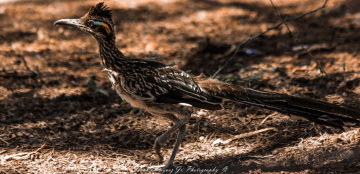 An Arizona Yard Bird  aka  Road Runner     8/16