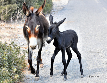 mother & child 