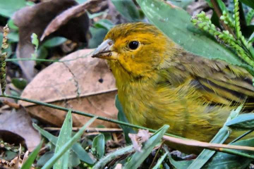 Saffron Finch