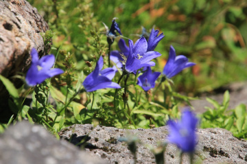 blooming blue