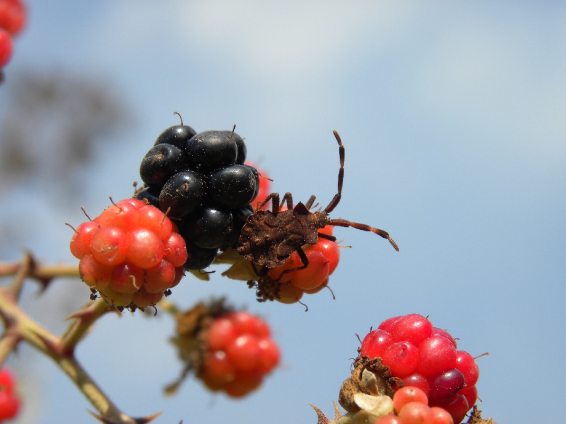 Berries keeper 