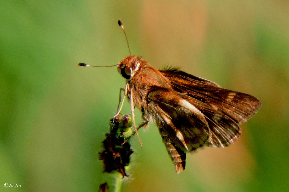 Mini Lepidoptera