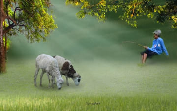 Shepherd
