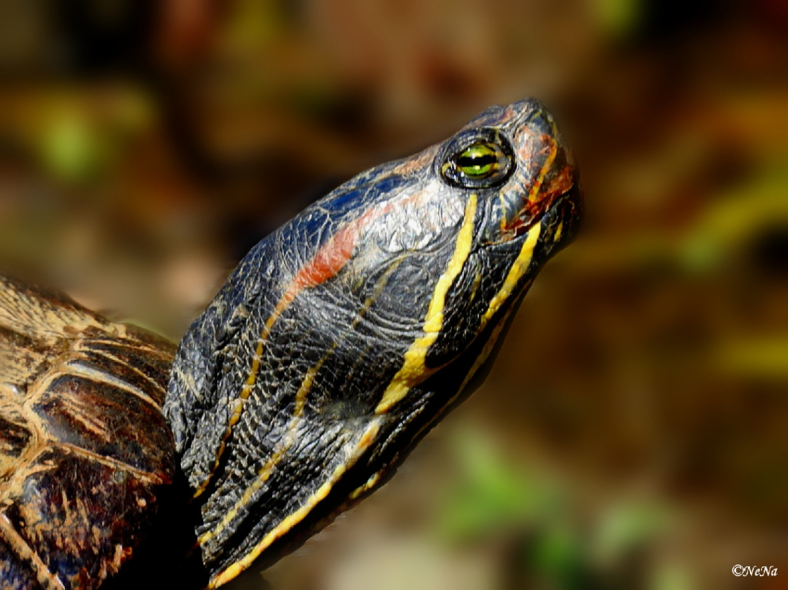 Water Turtle