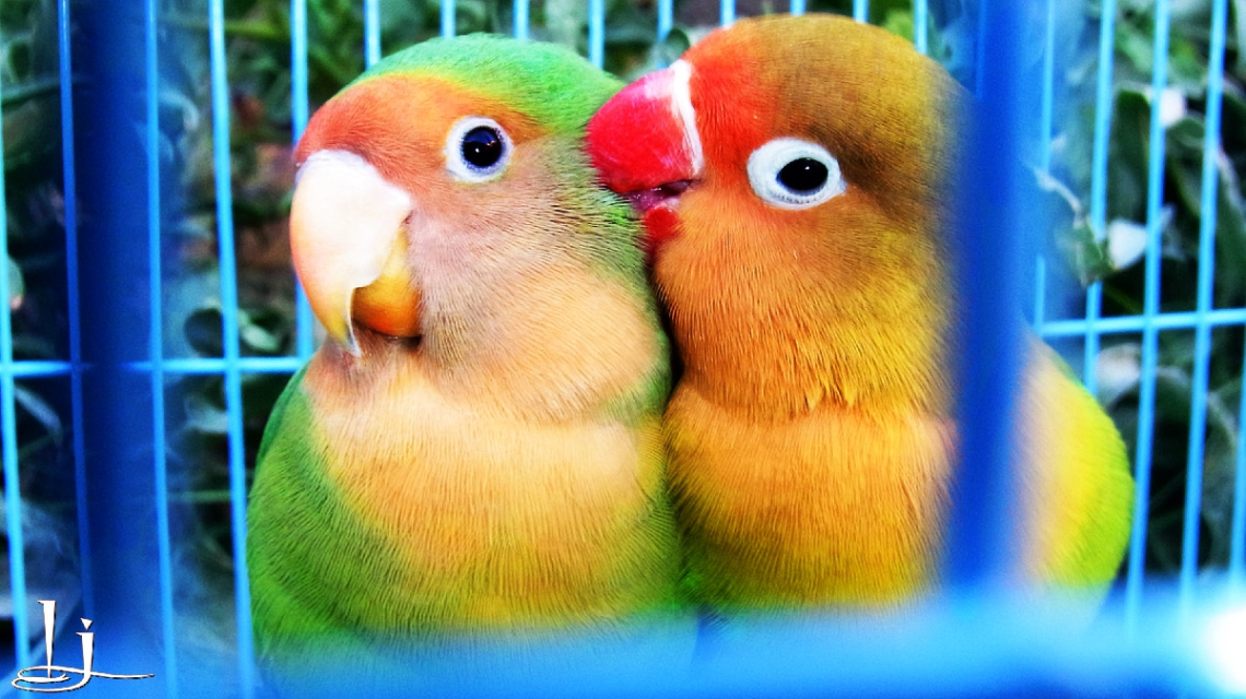 Love